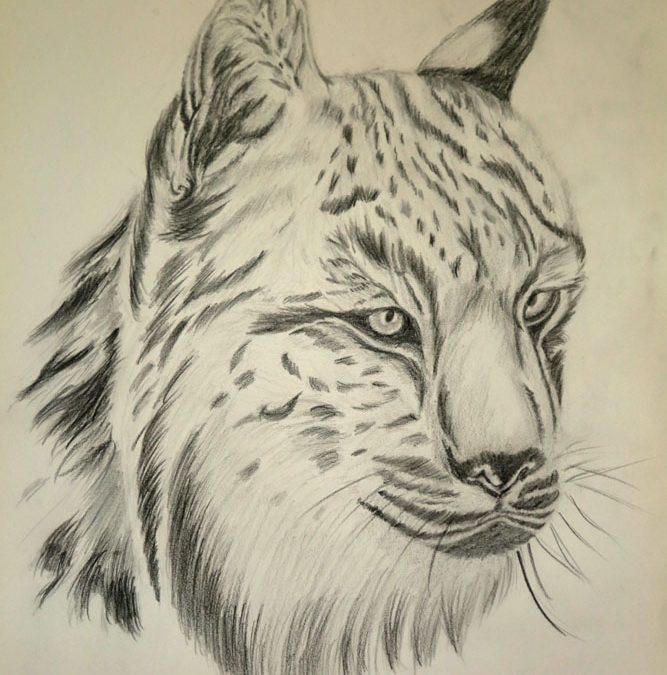 El Lince Ibérico (Lynx Pardinus)